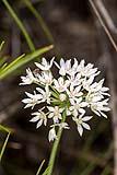 Prairie Onion May 2021